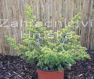 jalovec - Juniperus chinensis 'Plumosa Aurea'