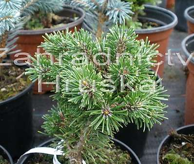 Borovice - Pinus mugo 'Midget'