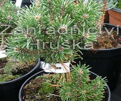 Borovice - Pinus mugo 'Midget'