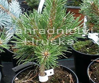 Borovice - Pinus mugo 'Benjamin'