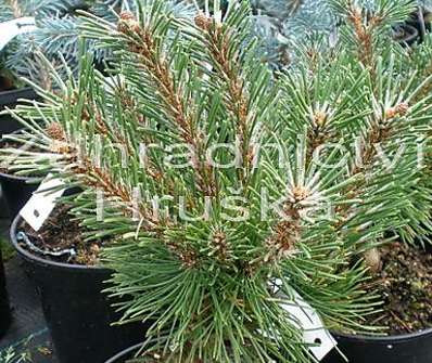 Borovice - Pinus mugo 'Benjamin'