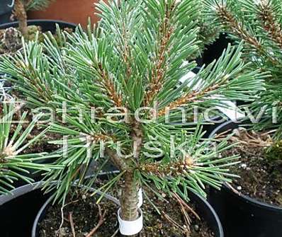 Borovice - Pinus mugo 'Benjamin'