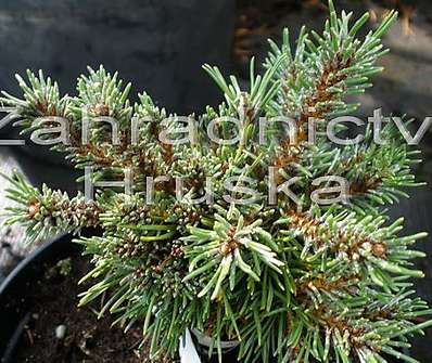 Borovice - Pinus uncinata 'Bobik'