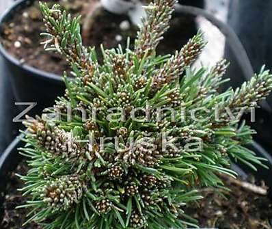 Borovice - Pinus uncinata 'Bobik'