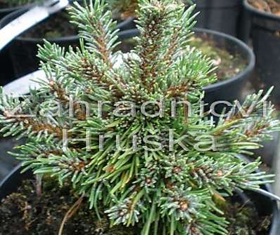 Borovice - Pinus uncinata 'Bobik'