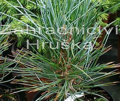 Borovice - Pinus cembra 'Helmers'