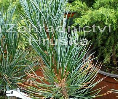 Borovice - Pinus cembra 'Helmers'