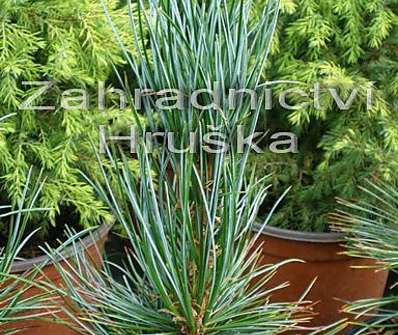 Borovice - Pinus cembra 'Helmers'