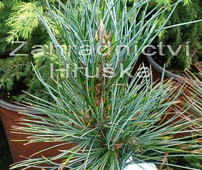 Borovice - Pinus cembra 'Helmers'