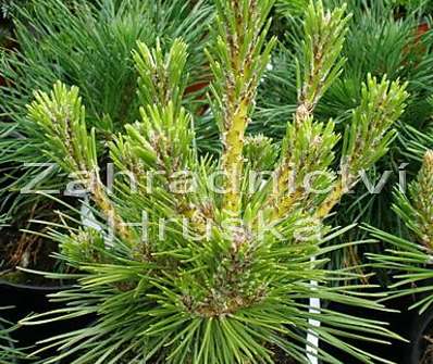 Borovice - Pinus thunbergii 'Banshoho'