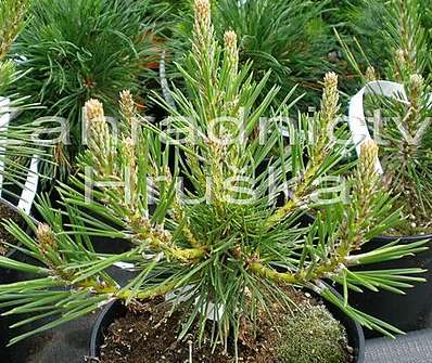 Borovice - Pinus thunbergii 'Banshoho'