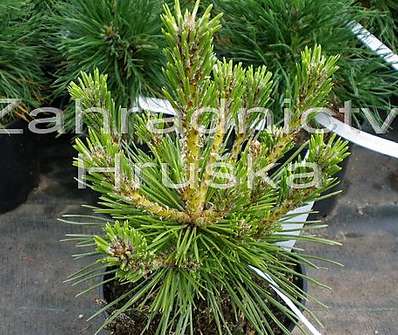 Borovice - Pinus thunbergii 'Banshoho'