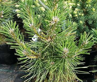 Borovice - Pinus thunbergii 'Majima'..