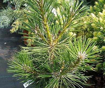Borovice - Pinus thunbergii 'Majima'..