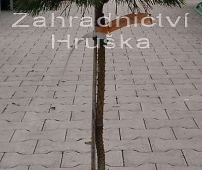 Borovice - Pinus sylvestris 'Dobrá voda'