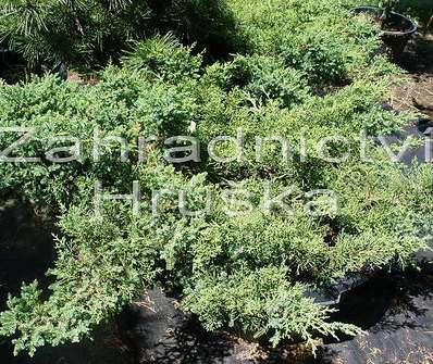 jalovec - Juniperus chinensis 'Pon Pon'.