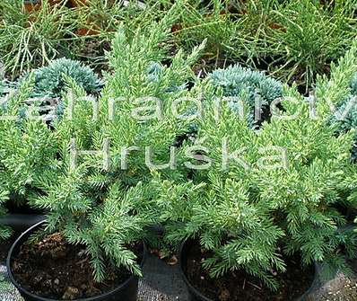 jalovec - Juniperus chinensis 'Pon Pon'.
