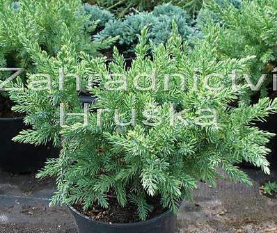 jalovec - Juniperus chinensis 'Pon Pon'.