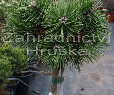 Borovice - Pinus uncinata 'Pavlínka'