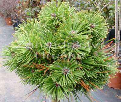 Borovice - Pinus uncinata 'Pavlínka'