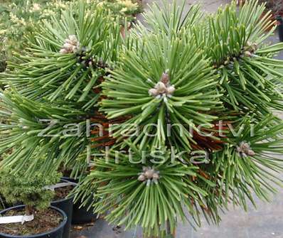 Borovice - Pinus uncinata 'Pavlínka'