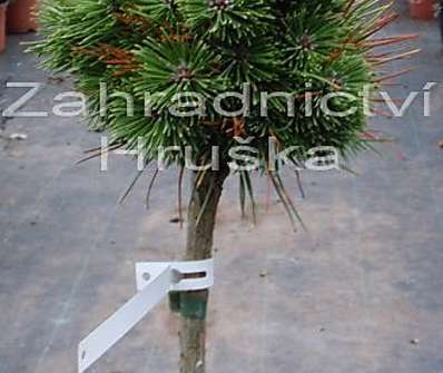 Borovice - Pinus uncinata 'Pavlínka'