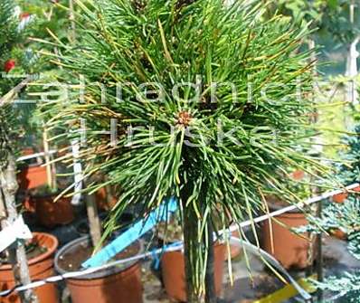 Borovice - Pinus uncinata 'Mařenka'