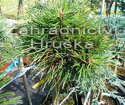 Borovice - Pinus uncinata 'Mařenka'