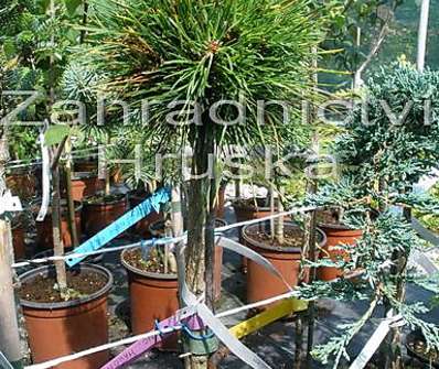 Borovice - Pinus uncinata 'Mařenka'