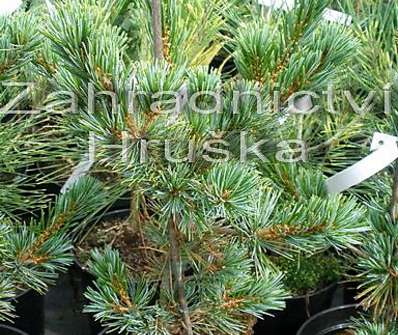 Borovice - Pinus parviflora 'Riu Jin'