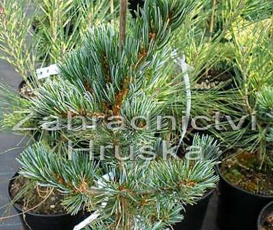 Borovice - Pinus parviflora 'Riu Jin'