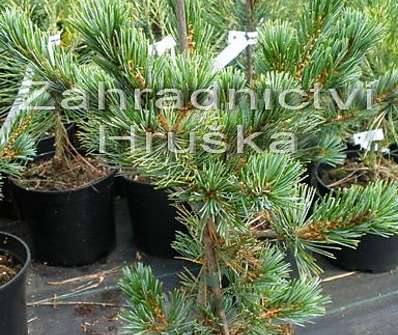 Borovice - Pinus parviflora 'Rijujin'