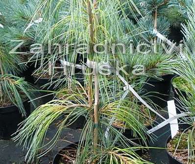 borovice - Pinus strobus 'Pendula'..