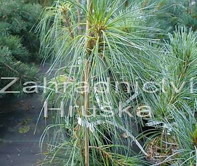 borovice - Pinus strobus 'Pendula'..
