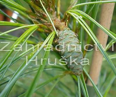 borovice - Pinus strobus 'Pendula'..