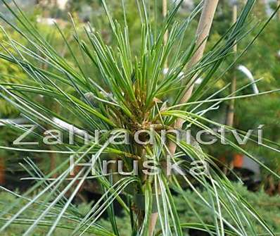 borovice - Pinus strobus 'Pendula'..