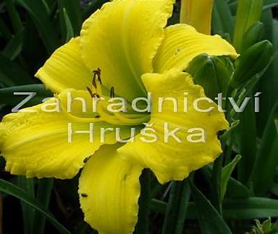 Hemerocallis Green Flutter