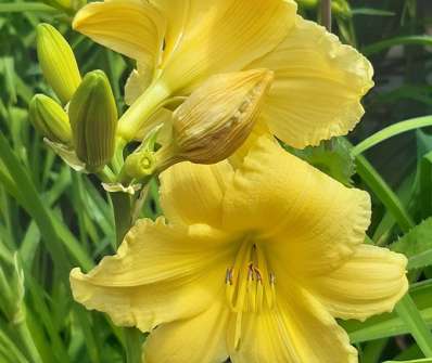 Hemerocallis Green Flutter