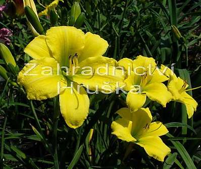 Hemerocallis Green Flutter