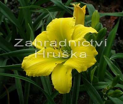 Hemerocallis Green Flutter