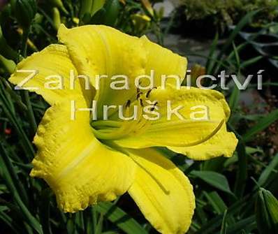 Hemerocallis Green Flutter