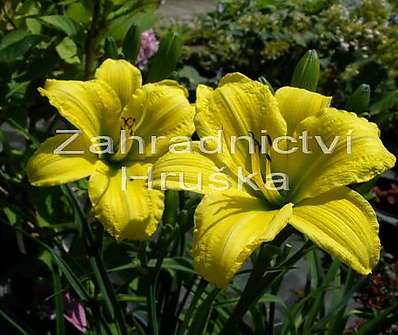 Hemerocallis Green Flutter