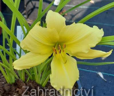 Hemerocallis Green Flutter