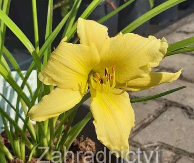 Hemerocallis Green Flutter