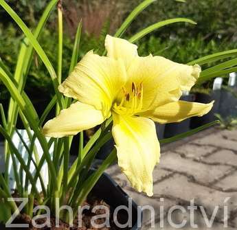 Hemerocallis Green Flutter