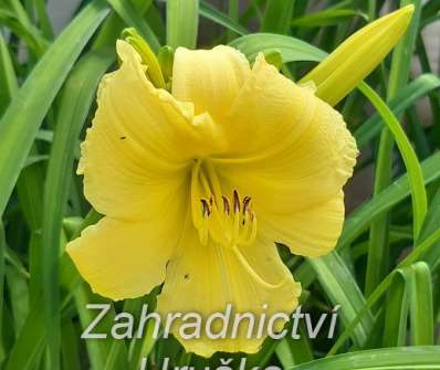 Hemerocallis Green Flutter