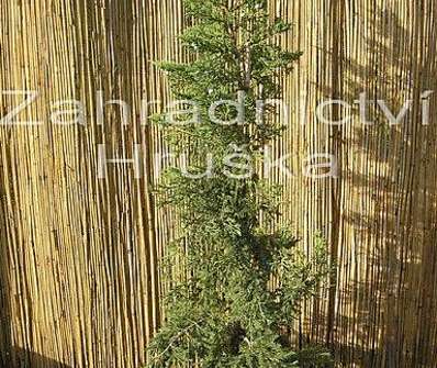 jalovec - Juniperus chinensis 'Stricta'
