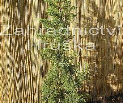 jalovec - Juniperus chinensis 'Stricta'