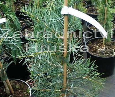 jedle - Abies concolor 'Pyramidalis'