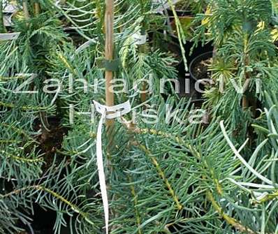 jedle - Abies concolor 'Pyramidalis'